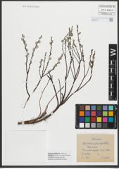 Foto von Salix repens var. angustifolia Neilr.